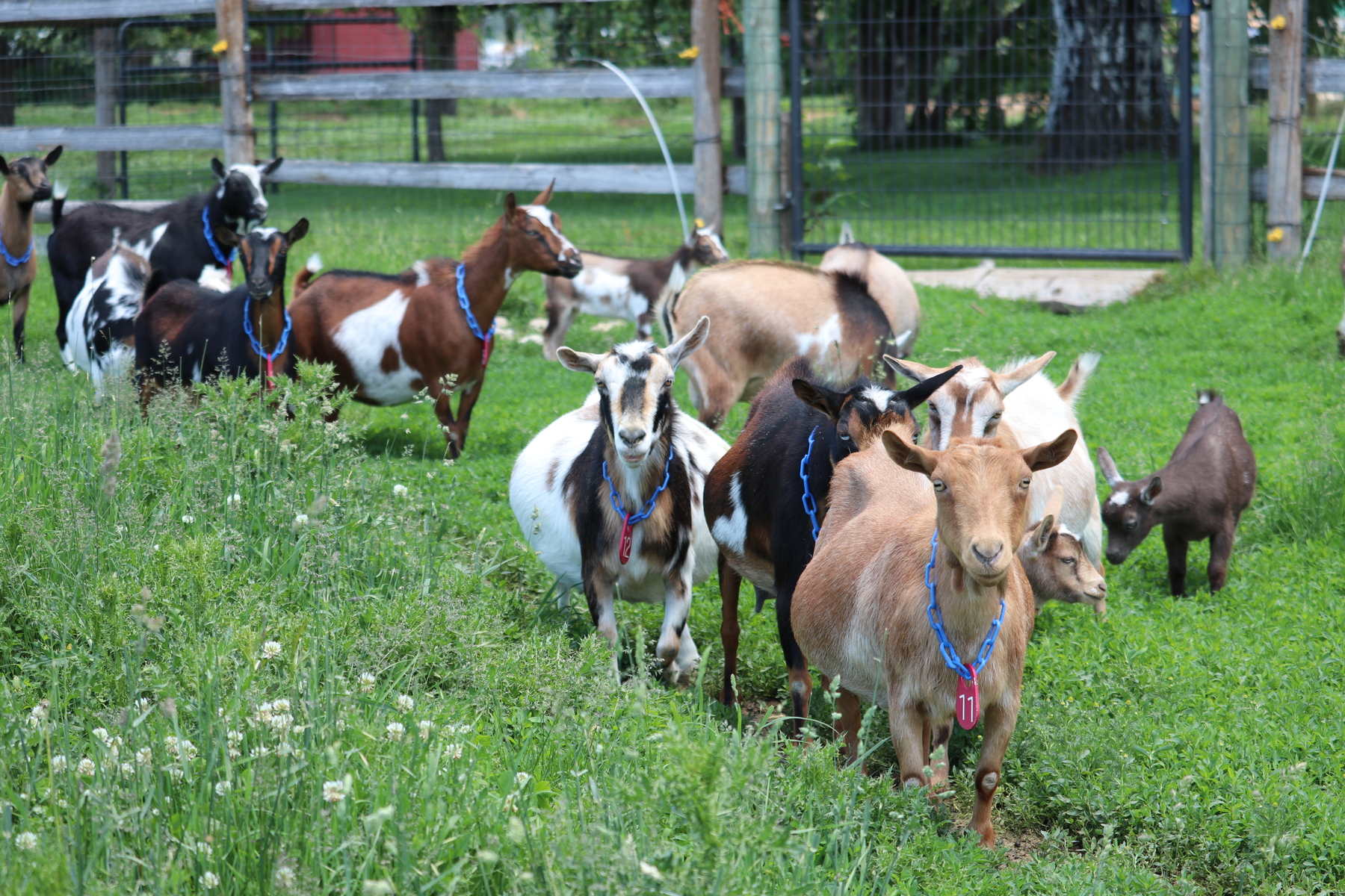 What to do When it’s Time to Dry Off a Dairy Goat